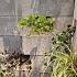 o.h. groenwandelement grijs t.b.v. beplanting 100x20x20cm